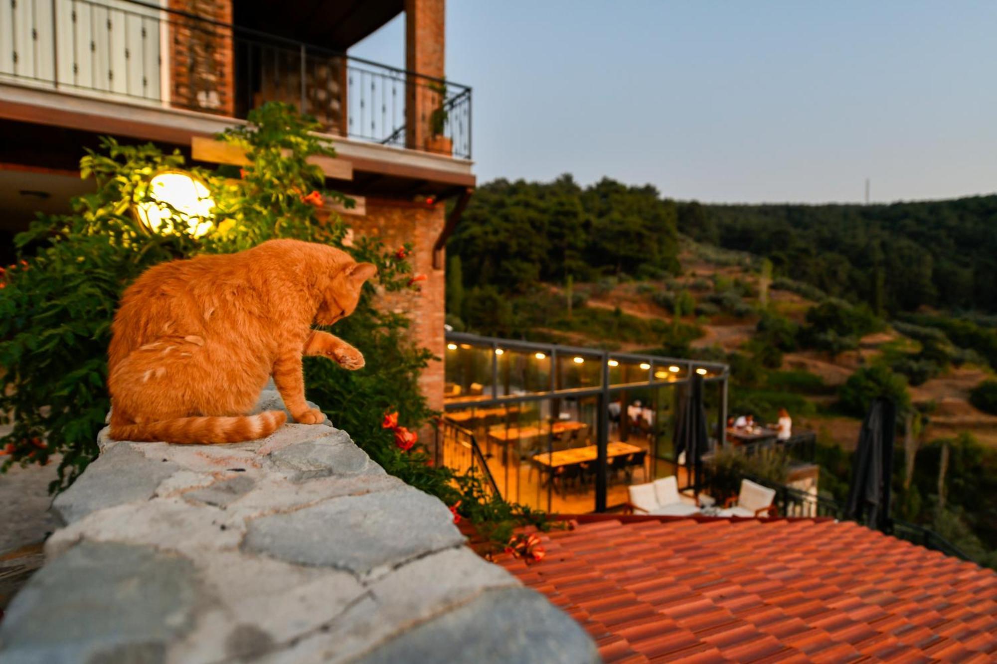伊兹密尔 Ephesus Retreat酒店 外观 照片